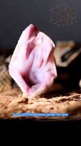 The Canebrake Rattlesnake doing some FANG Foldage! #fangs #fangsoutfriday #venomoussnakes #canebrake #rattlesnake #crotalus | Mark’s Reptiles