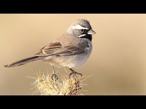 Black-throated Sparrow
