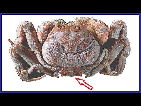 THE CRAB WITH A HUMAN FACE ! THE LEGEND OF HEIKEGANI, IF YOU KNOW YOU WILL BE SERPRISED