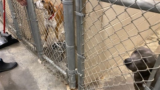 Humane Dog Breeding Act seeks to establish guidelines to protect dogs and consumers alike