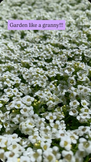 Sweet alyssum is one of those plants that quietly does so much for your garden 🌼 It’s basically a nectar café for the good bugs. Feeding hoverflies, lacewings, parasitic wasps and bees. Those same insects help keep aphids and other pests in check, so your veggies get a helping hand without sprays. It’s easy to grow, smells amazing, flowers for ages, and fits anywhere…. garden beds, pots, edges, even gaps between plants. Let it self-seed once and it’ll keep popping up to help you out year after 