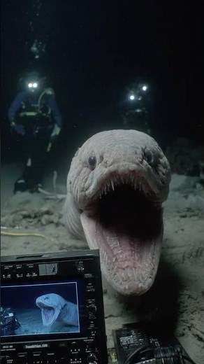 WHAT Is This Deep Sea Creature With Human-Like Teeth?! 😱🦷