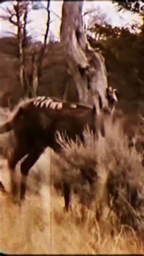 Michigan🇺🇸Strange Alien Wolf