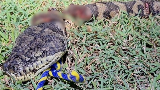‘Not the snake’s fault’: Pics expose brutal python killing