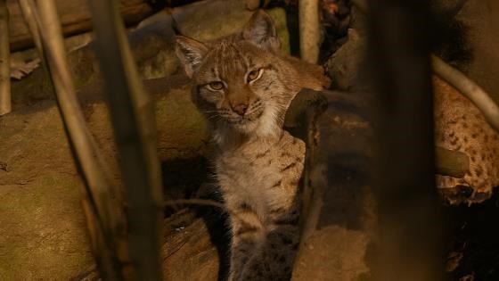 Lynx watching quietly from the shadows