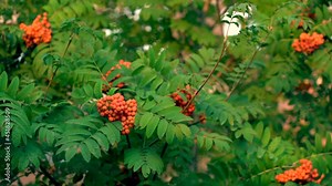 Rowan berries on a tree in a city park. Clusters of rowan berries on the background of green foliage. Sorbus aucuparia.