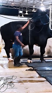 7.5M views · 52K reactions | Evening activies of the biggest Holstein Friesian bull in the farm #holstein #bull #cattle #cow #viralpost | Biggest Bulls Photography | Facebook