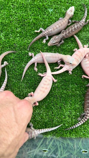 Another day, another litter. Anyone want to hazard a guess on the genetics at play here? | Reptile Addiction