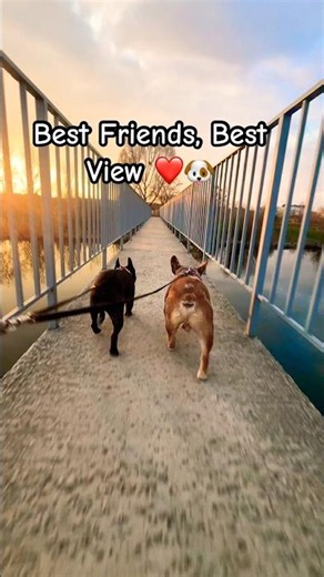 Where Are These French Bulldogs Going? 🐶🌉