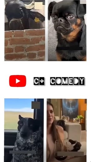 cute cute animals funny voice trending shorts video #funnycomedyshort #cuteanimalsfunnyvideosshorts