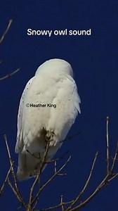 68K views · 4.2K reactions | This is the sound a male snowy owl makes when he sees another snowy owl entering his turf, basically the bird version of ‘Bro, do we have a problem here?’ #OwlSounds #SnowyOwl #OwlPhotography #HootForJustice #CanadianWildlife #TheeOwlQueen | Thee Owl Queen | Facebook
