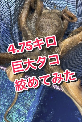 巨大タコの絞め方と釣りテクニック