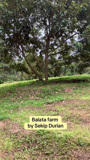 #balatafarm #siantar # beautiful view# musangking & blackthorne tree#fyppppppppppppppppppppppp