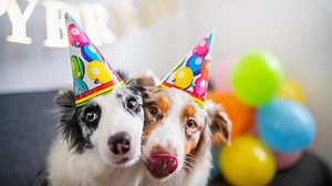 22 Birthday Freebies for Your Dog—Plus Other Discounts & Goodies to Celebrate