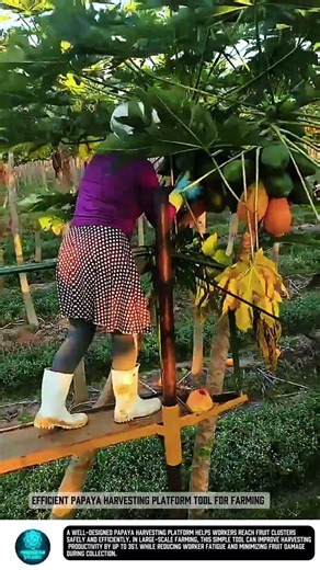 Efficient Papaya Harvesting Platform tool for Farming #tools