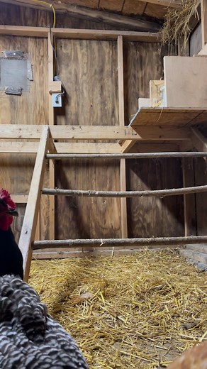 9.1K views · 432 reactions | Something made em pop their heads up. #chickens #chickencoop #backyardchickens | BAWK | Facebook