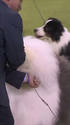 Graham the Old English Sheepdog’s winning walk