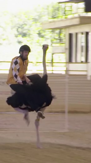 5.7K views · 17 reactions | OSTRICH racing is a SPORT?!  | Whistle Sports | Facebook