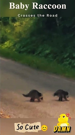 Baby Raccoon Crosses the Road 🦝