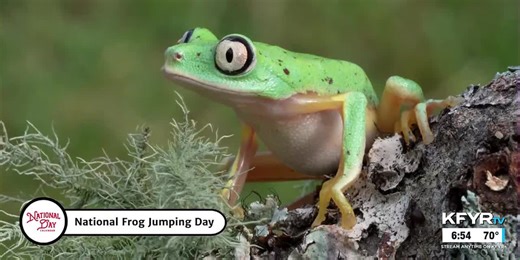 National Day Calendar: Frog Jumping Day