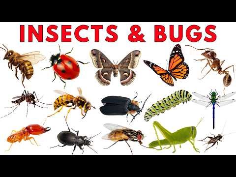 Insects & Bugs for Kids | Ant, Butterfly & More | Insect Names for Children | Preschool Learning