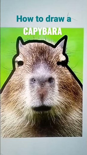 How to draw a capybara