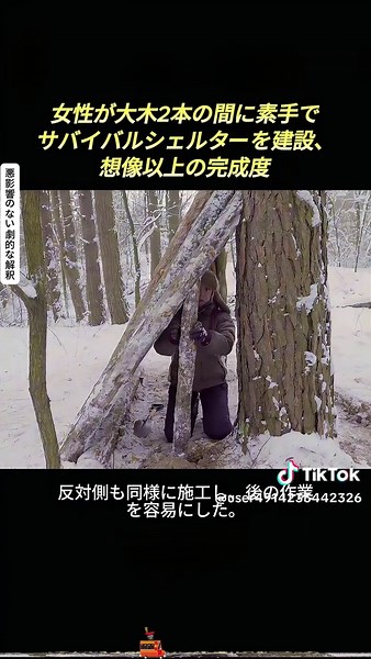 女性が大木間にサバイバルシェルターを構築