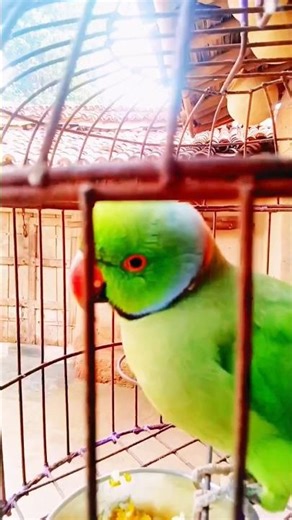 The Funniest Parrots !!parrot !!parrot funny