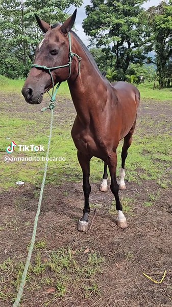 Armandito Bucardo Castro✌️✌️ on TikTok