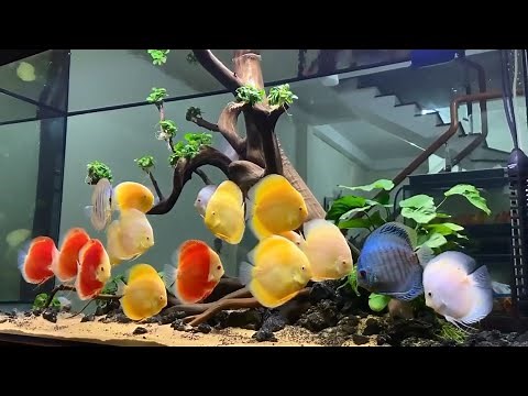 Most Beautiful Discus Fish Tank | Amazing and Expensive Discus Varieties