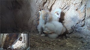 22K views · 1.4K reactions | Barn owls coping with heat 黎 As the weather hots up, the barn owl chicks are taking it easy, watching flies and dozing in their Elm Stump nest. Meanwhile Gylfie is enjoying some time out cooling off by herself in Beech Stump ❓Any questions❓ I'll be available in the comments to answer your questions. Enjoy And join me again on Wednesday at 12pm  | Robert E Fuller | Facebook