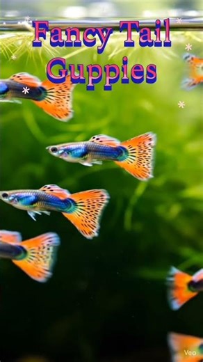 Fancy Tail Guppies #fish #guppy