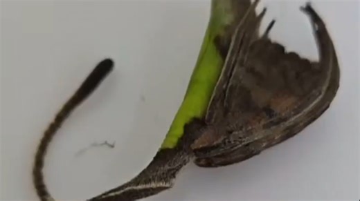 People are absolutely terrified after seeing video of 'leaf'