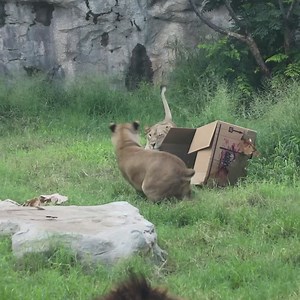 Lion cuteness overload! ❤️🦁❤️ In honor of #WorldLionDay, here are some of our favorite lion moments this year! | San Antonio Zoo