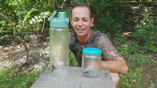 Hornet sting effects and treatment