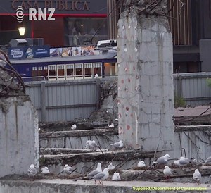 2.2K views · 55 reactions | The Department of Conservation has installed floating platforms into the ruins of a quake-damaged buildings to help endangered black-billed gulls. | Morning Report | Facebook