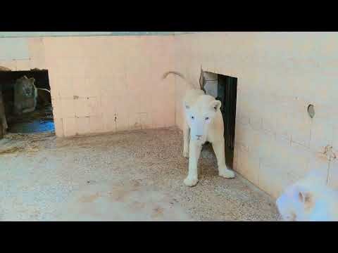 Angry Lion in the zoo