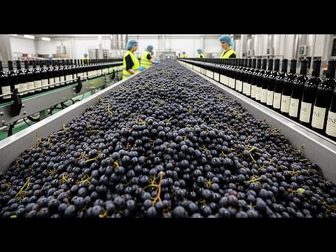 "How Grapes Are Transformed Into Wine | Inside a Modern Wine Factory Process!"