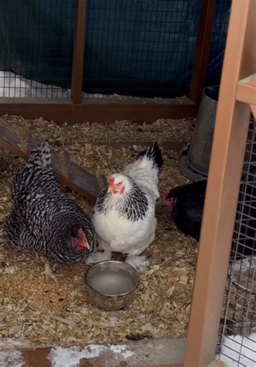 Daily Life with Chickens and a Great Dane