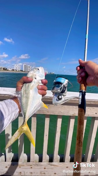 It was one of best days at deerfield pier that I’ve ever had. It was popping off everyone was catching fish I caught around 18-20 fish total including blue fish, blue runners, jacks and spanish mackerel. Other people caught sharks, tarpon and snook. What an amazing day! My rod is the O’l Salty from @@favorite_fishingThe link and promo code is on my bio! ##urbanfloridafishing##fishingfyp##pierfishing##deerfieldpier##deerfieldpierfishing##saltwaterfishing##jackfish##inshorefishing#v#videosdepescar