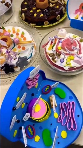 Hücre Modelleri 7. Sınıf, Beylikdüzü Borsa İstanbul Ortaokulu #fenbilimleri #hücremodelleri #keşfet