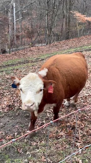Had another first at the barn this morning. This is my Gracie, she was knocked by another cow into the rubber water trough this morning. I honestly don’t know how but I heard it happen. She thrashed around like crazy for what seemed like 5 minutes then just laid there. I was thinking to myself how in the world will I get her out of there, who to call for help. She finally got her footing and stood up trembling, poor girl, and after a few minutes got out. If it had been a bigger/deeper trough she