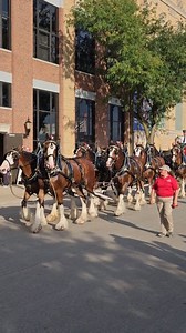 Budweiser Clydesdales Illinois State Fair #ILStateFair | 104.5 WFMB