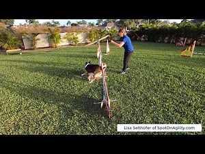 Beginner Dog Agility Training Cues - Clip From START DOG AGILITY TRAINING