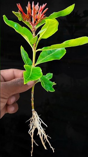 Amazing way to grow ixora flower plant from cutting || Best method for home gardening //#highlight