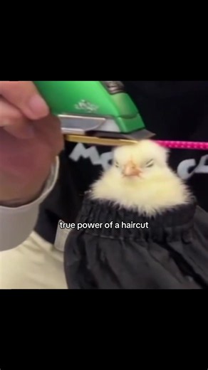 Get your aura analyzed with @AuraPal App #prosperfitness #haircut #chicken #buzzcut #chad