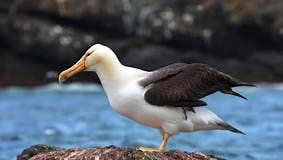Albatross Taking Off from Ground on Prion Island-001 Stock Video - Video of islands, prion: 439580331
