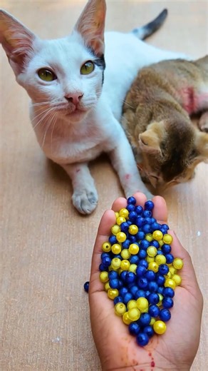 Cat ASMR Beads 🌈 Satisfying Reverse Magic#shorts #cat #asmr #beads #satisfying