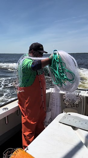 Castnet Master! 🥞 #stripedbass #bunker #castnetting #castnet