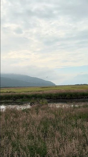 Epic Train Crossing at Potter Marsh Boardwalk | Anchorage Wildlife Viewing, Alaska, USA 🇺🇸